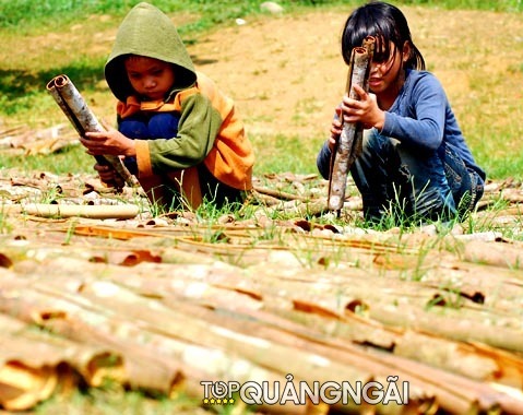 Mùa thu hoạch quế Quảng Ngãi: Quế Trà Bồng, quế Tây Trà