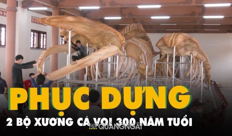 Phục dựng hai bộ xương cá voi lớn nhất Việt Nam tại Lý Sơn – Quảng Ngãi