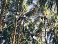 Bãi Dừa Quảng Ngãi – Điểm đến lý tưởng trong ngày